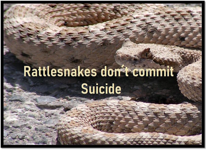 Peter Trappe rattlesnakes dont commit suicide